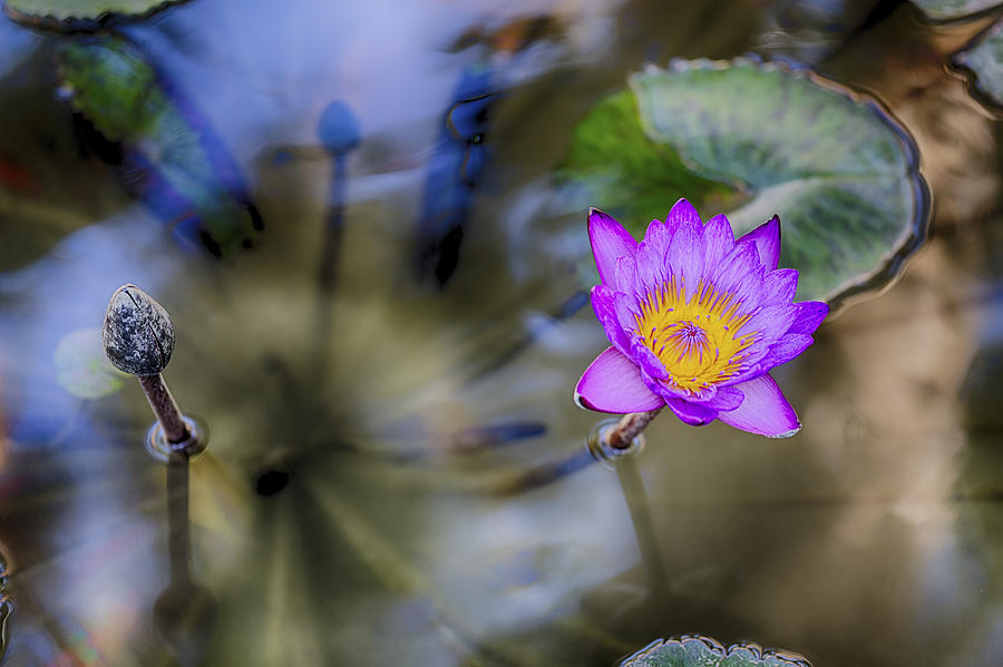 Claude Monet Photograph - Water Lily 3 by Scott Campbell