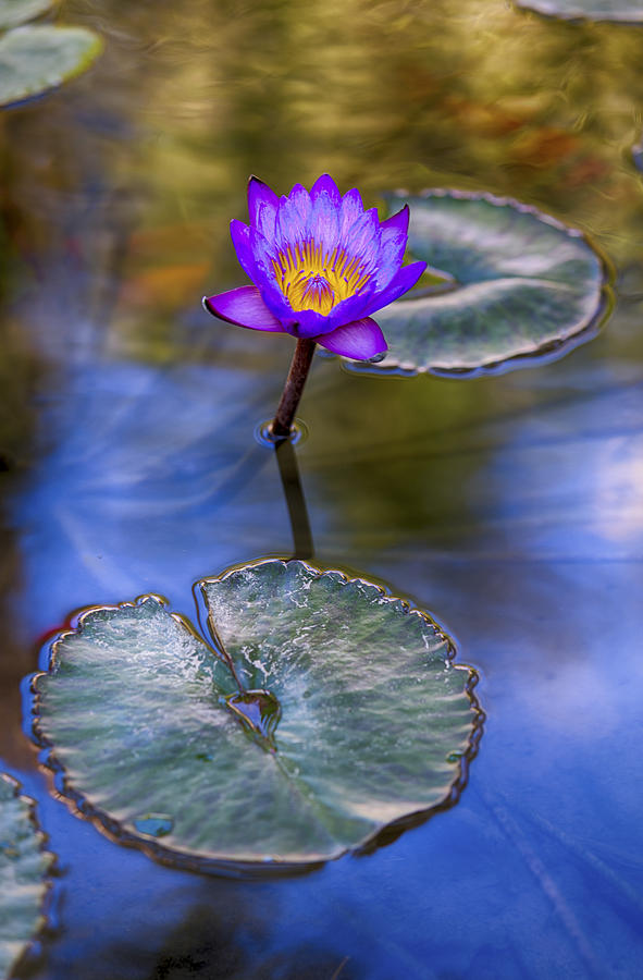 Claude Monet Photograph - Water Lily 4 by Scott Campbell
