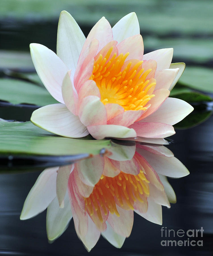 water lily 45 Water Lily with Reflection Photograph