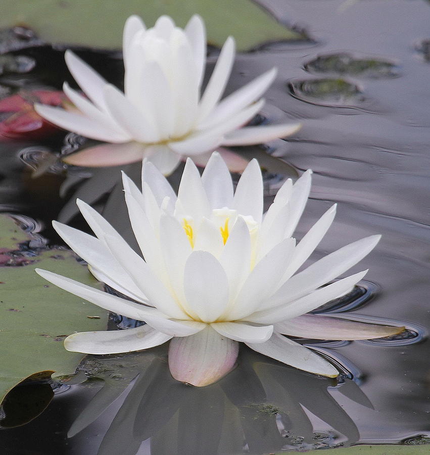 Water Lilies 2 Photograph