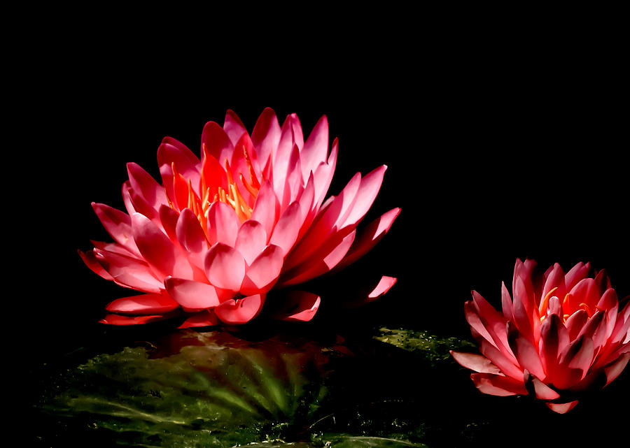 Nature Photograph - Water Lily 5 by Julie Palencia