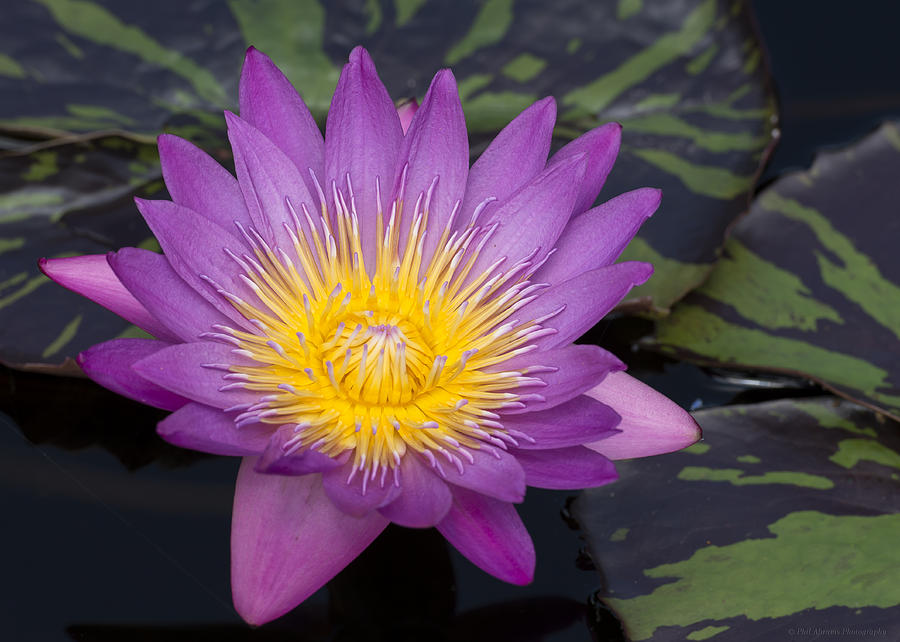 Water Lily #5 Photograph by Phil Abrams
