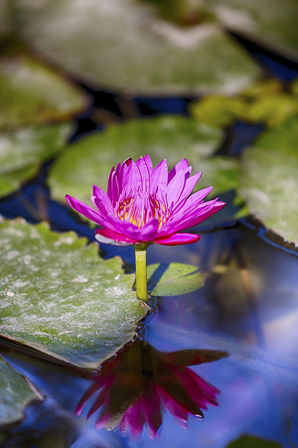 Water Lily 5 Photograph by Scott Campbell