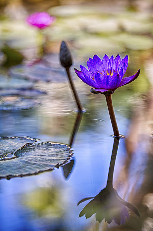 Water Lily 6 Photograph by Scott Campbell