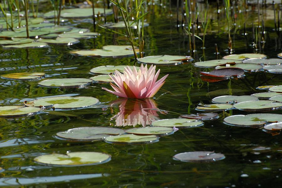 Water Lily 625 Photograph by Joyce StJames