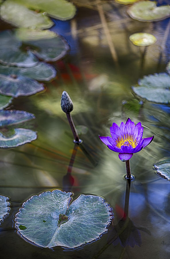 Water Lily 8 Photograph by Scott Campbell