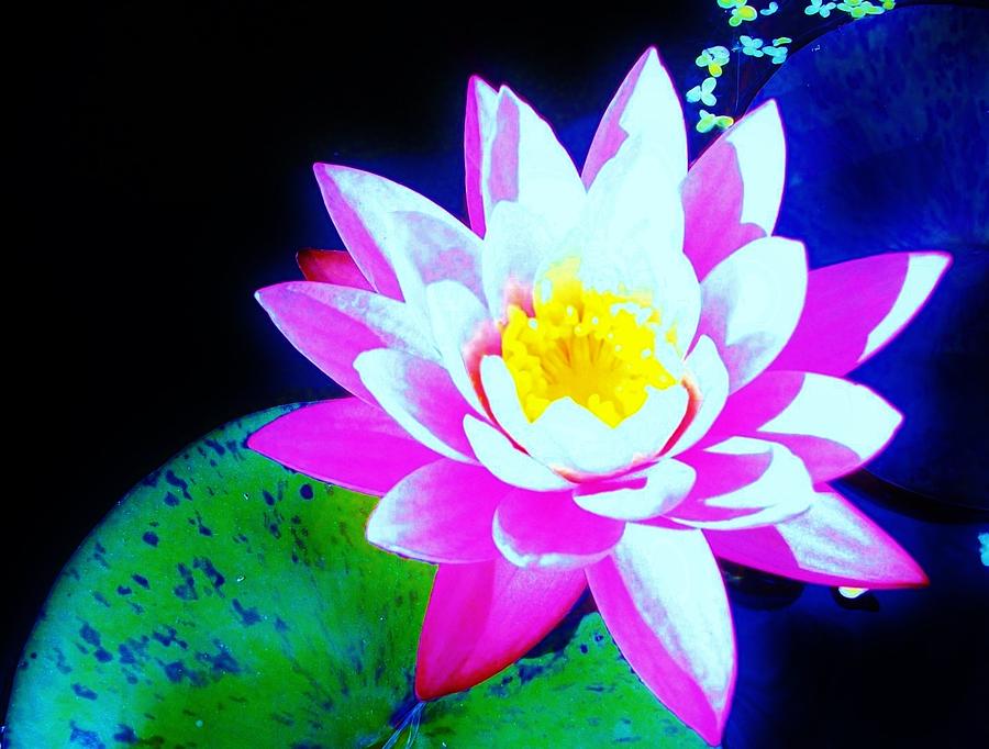 Water Lily Absratrct Photograph by  Sharon Ackley