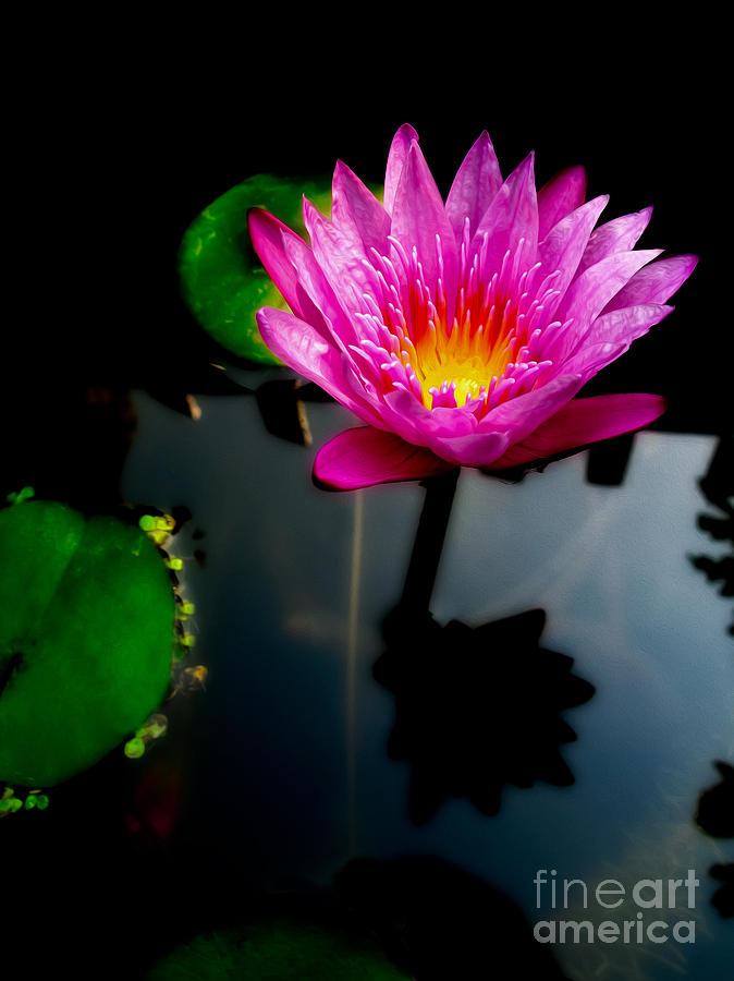 Water Lily Photograph by Adrian Evans