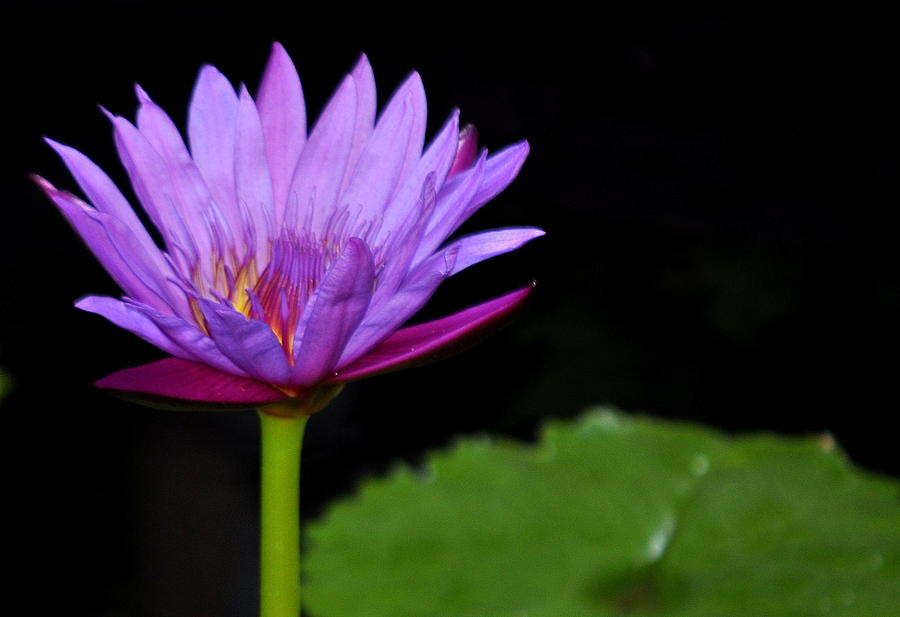 Water Lily Photograph by AJ  Schibig