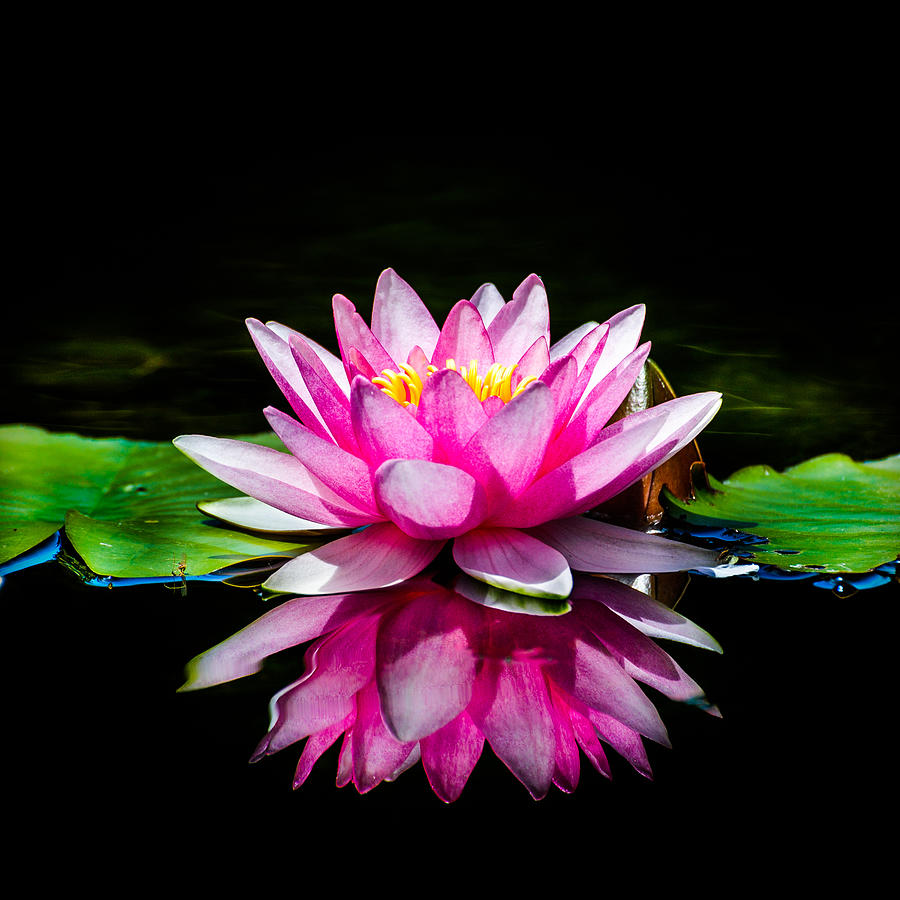 Water Lily Photograph by Alexander Kunz