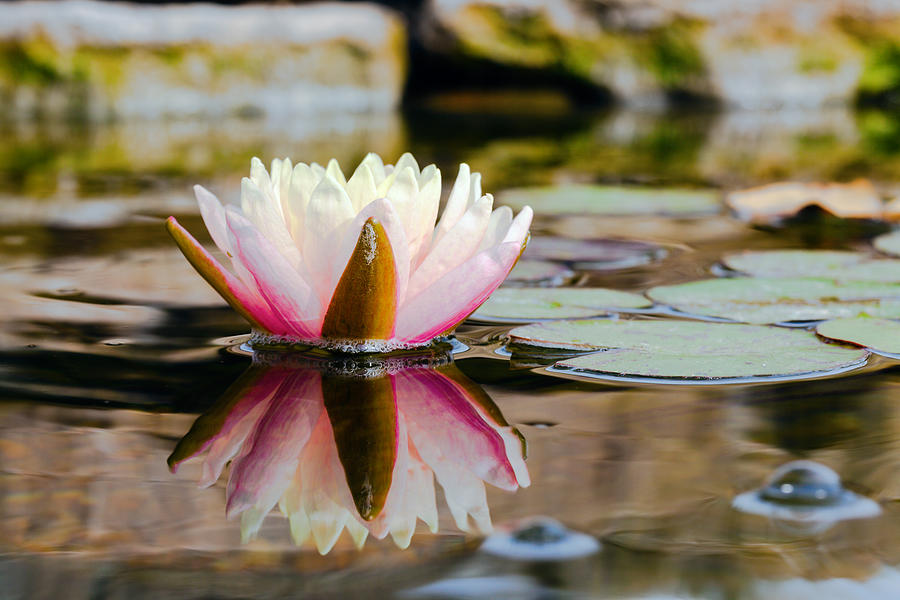 Water Lily Photograph by Alexey Stiop