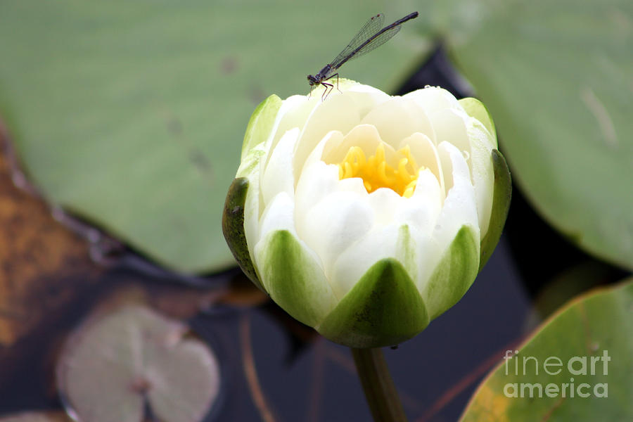Nature Photograph - Water Lily and Dragon Fly by Nick Gustafson