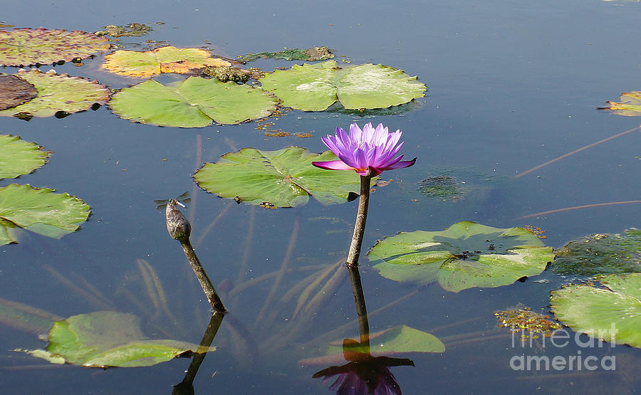 Flower Photograph - Water Lily and Dragon Fly One by J Jaiam