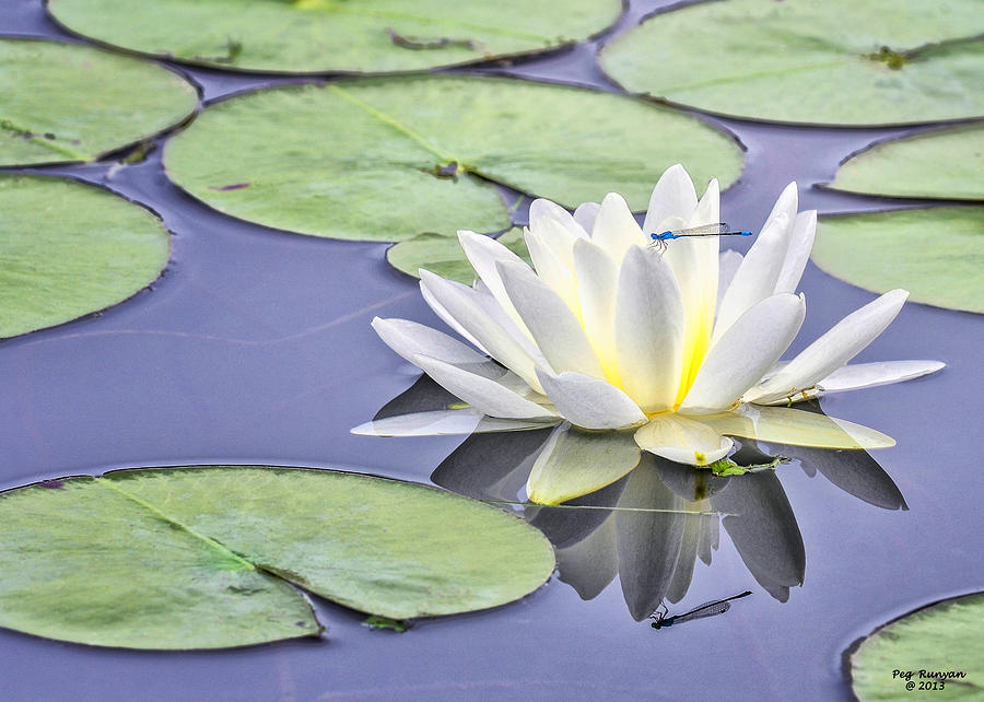 Water Lily and Dragon Fly Photograph by Peg Runyan