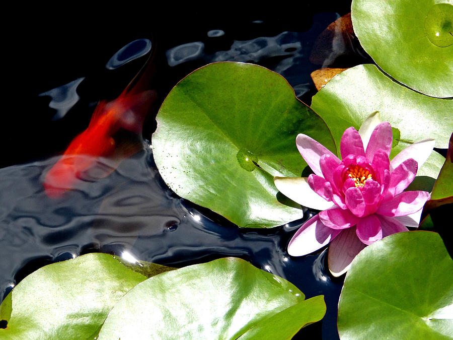 Water Lily and Fish Photograph by Pete Trenholm