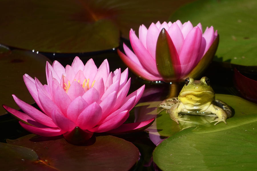 Flower Photograph - Water Lily and Frog by Ann Bridges