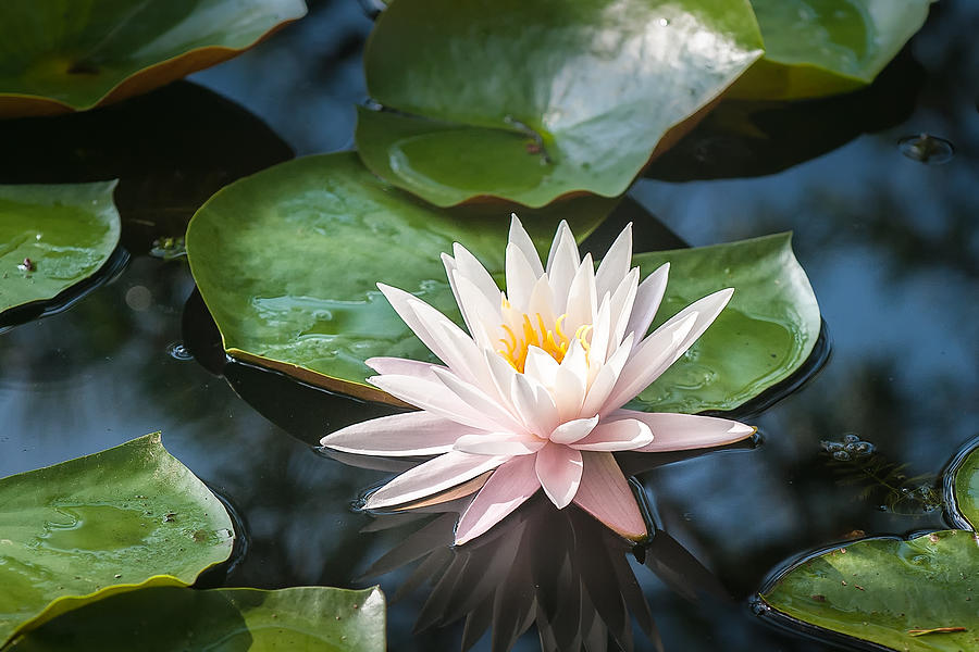 Water Lily And Lily Pads Photograph