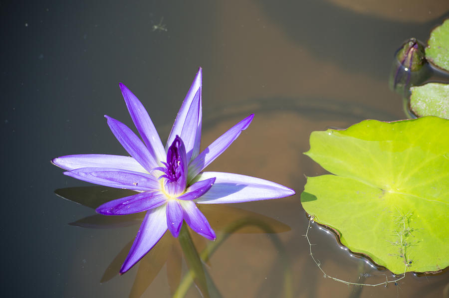 Cedar Park Texas Water Lily And Pad Photograph by JG Thompson - Pixels