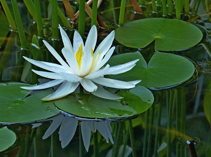 Water Lily and Reflection Photograph by Pete Trenholm
