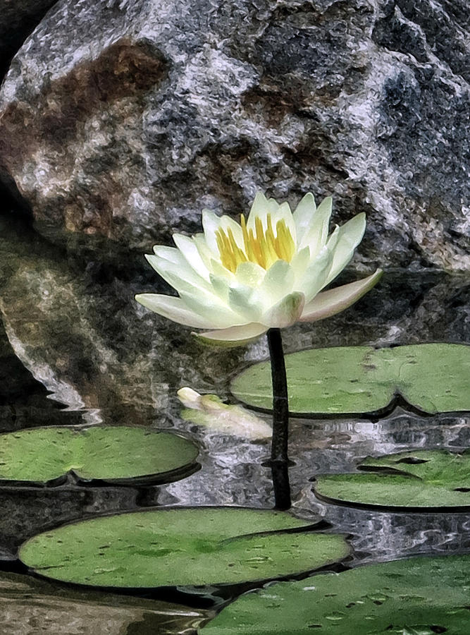 Still Life Photograph - Water Lily and Rock by Patricia Januszkiewicz