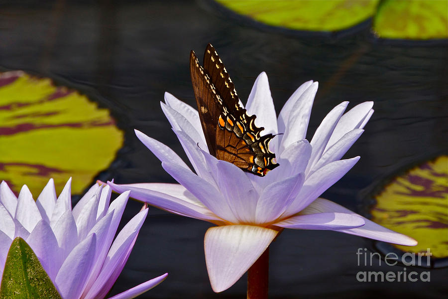 Water Lily and Swallowtail Butterfly Photograph by Byron Varvarigos