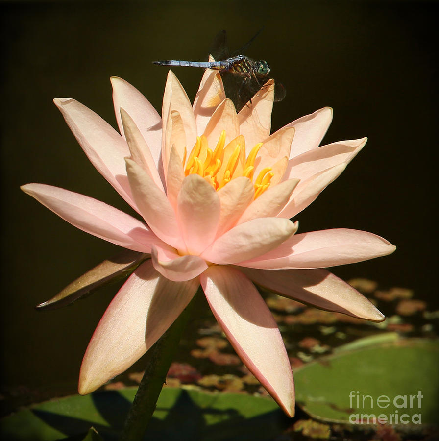 Flower Photograph - Water Lily and The Blue Dragonfly by Sabrina L Ryan