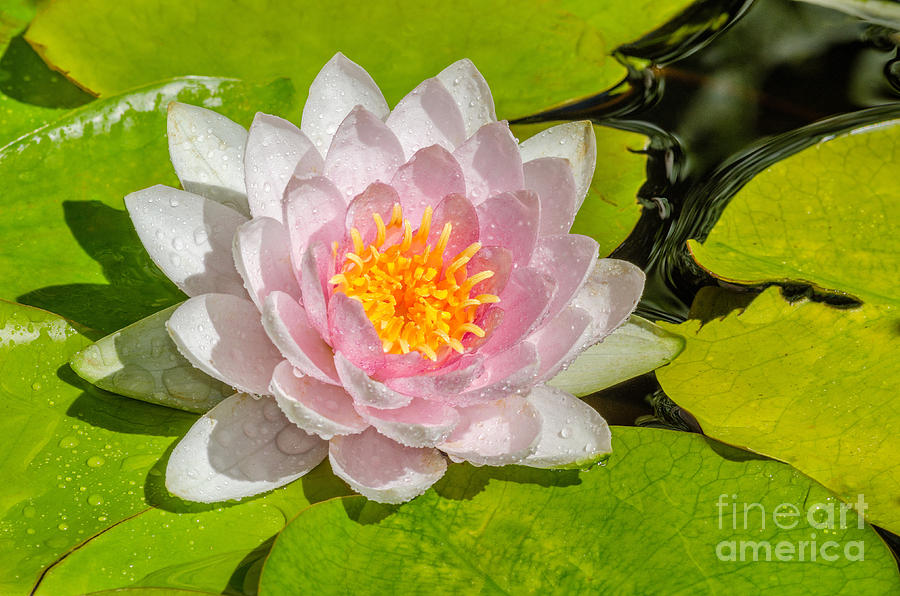 Water Lily Photograph by Anthony Heflin