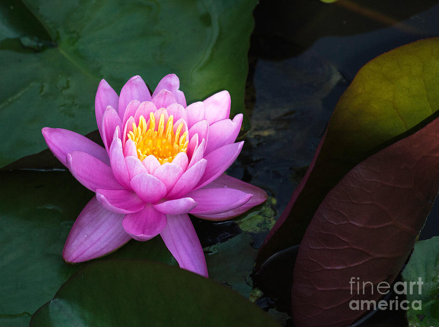 Water Lily Photograph by Arlene Carmel