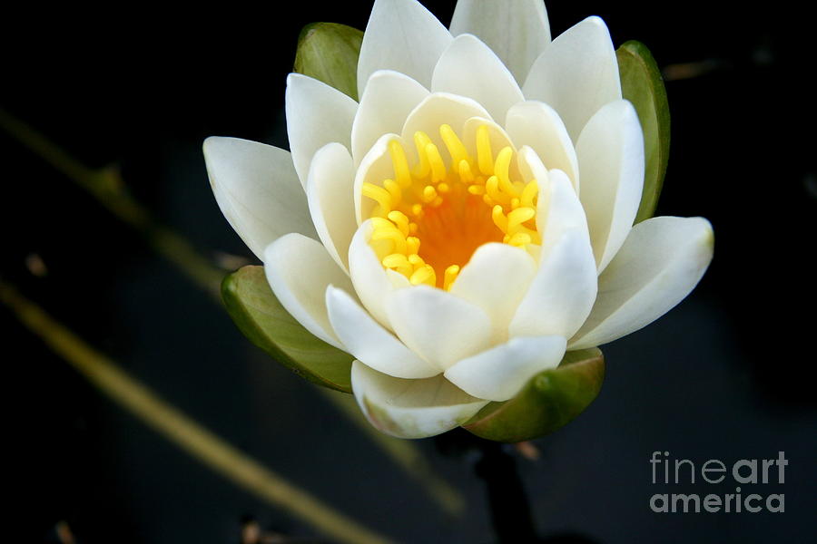 Lily Photograph - Water Lily at Roseland Lake  by Neal Eslinger