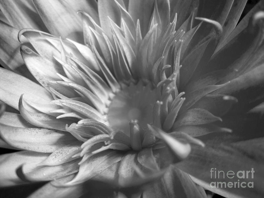 Water Lily B n W Photograph by Angela Murray