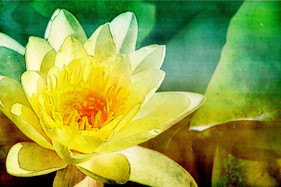 Water Lily Photograph by Beth Taylor