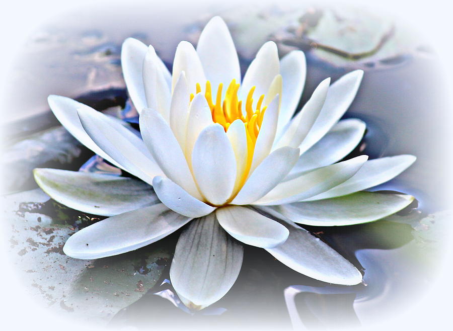 Water Lily Photograph by Beth Vincent