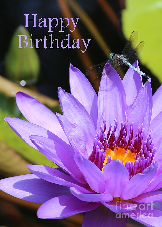 Water Lily Birthday Card Photograph by Carol Groenen