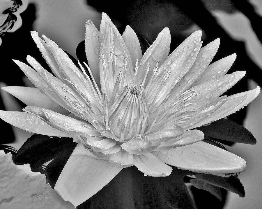 Water Lily - Black and White Photograph by Kim Bemis