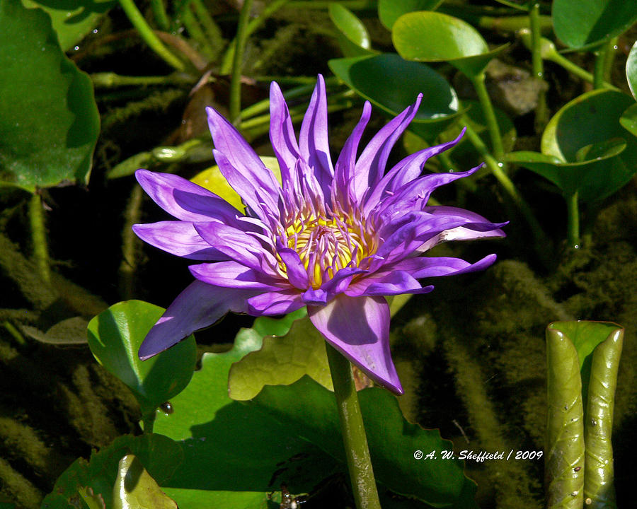 Dallas Photograph - Water Lily Bloom by Allen Sheffield
