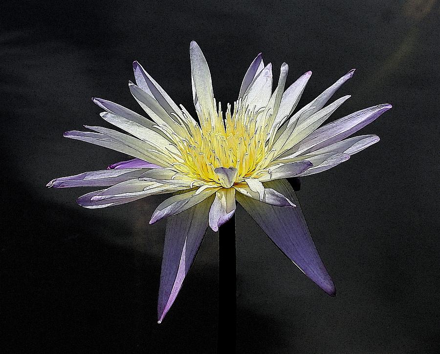 Water Lily Bloom Photograph by Sherry Thorup Fine Art America