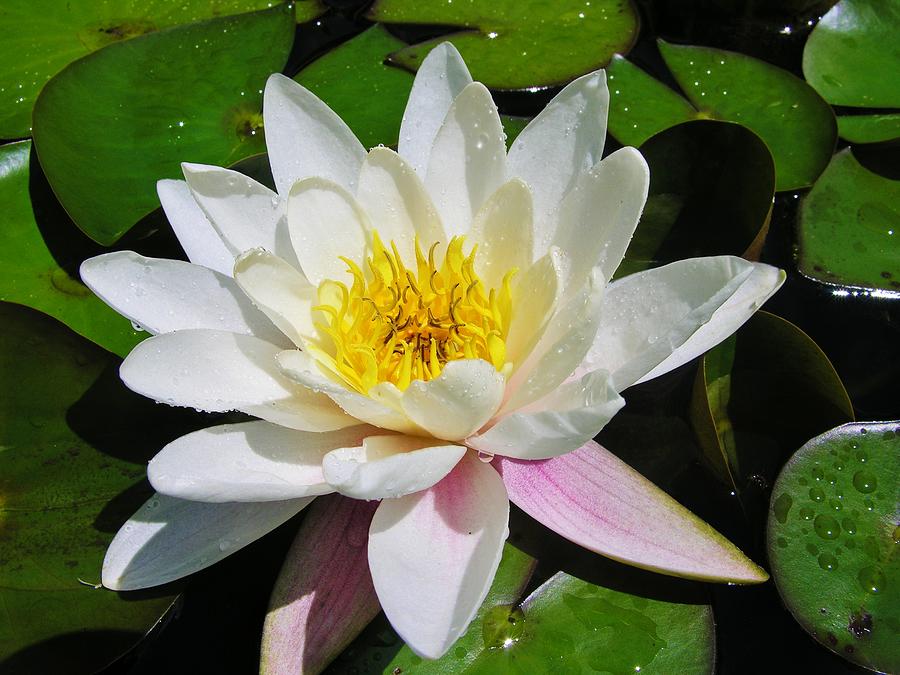 Water Lily Blossom Photograph by Sherman Perry | Fine Art America