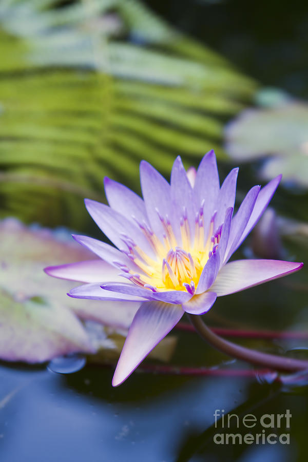 Water Lily Blue Jade Photograph by Sharon Mau