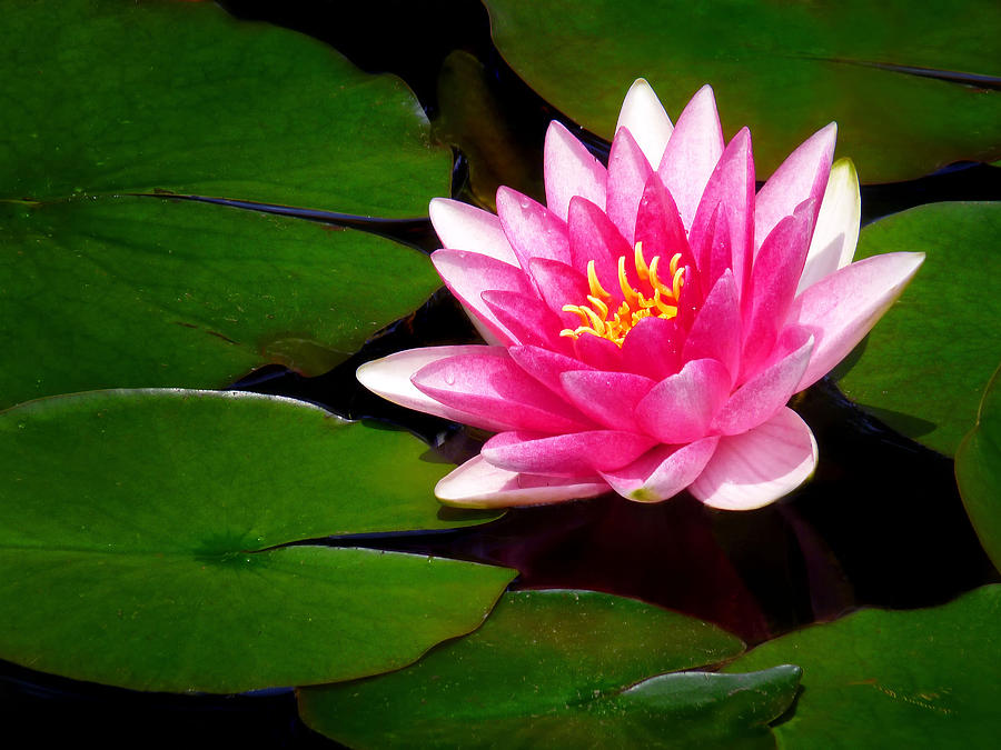 Water Lily Photograph by Carolyn Derstine