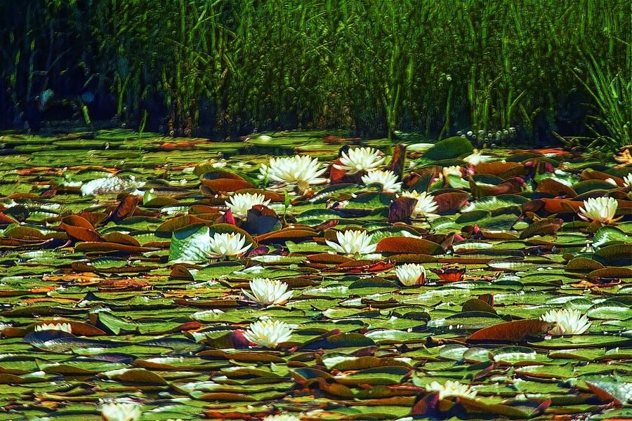 Water Lily Carpet Photograph by Constantine Gregory