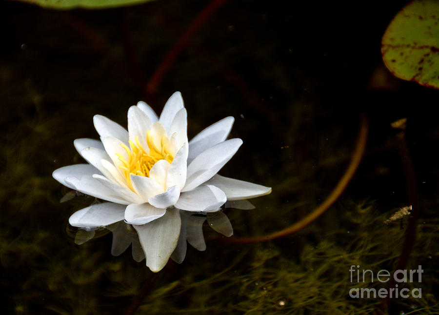 Lily Photograph - Water Lily by Cheryl Baxter