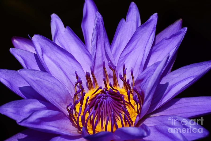 Water Lily Close Up Photograph by Cindy Manero