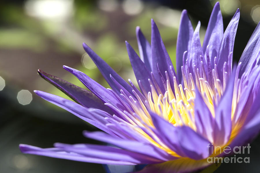 Flower Photograph - Water Lily close up by Eyzen M Kim