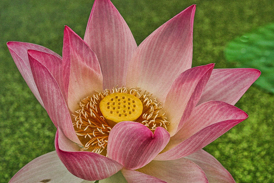 Water Lily Closeup Photograph by Wendell Thompson