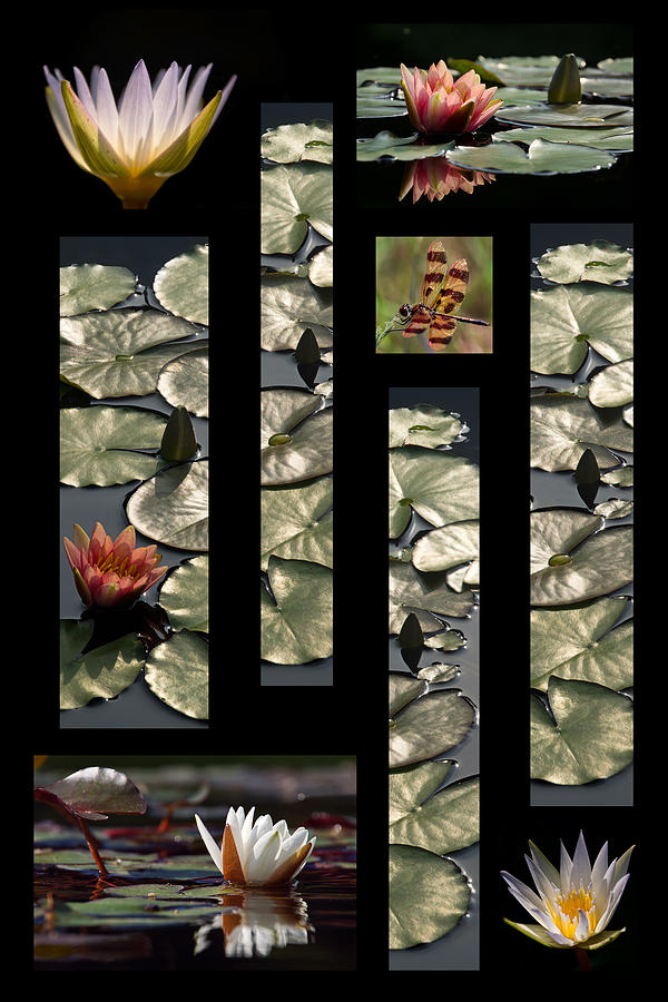 Water Lily Collage Photograph by Leda Robertson