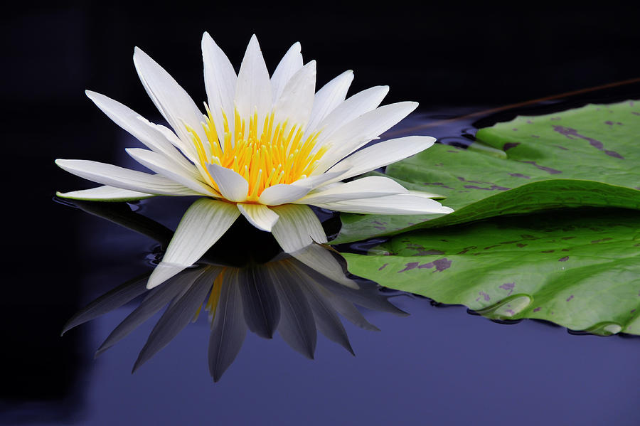 Water Lily Photograph by Dan Myers