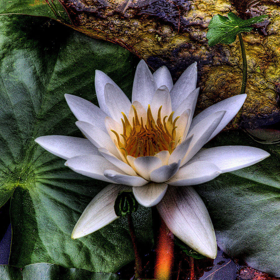 Water Lily Photograph by David Patterson
