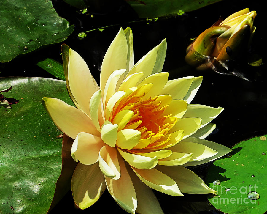 Water Lily Photograph by Dawn Gari