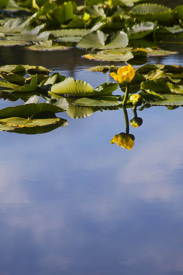 Water Lily Daydreams Photograph by Morris McClung