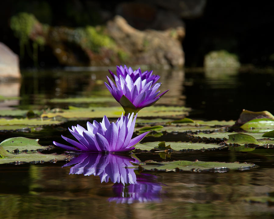 Water Lily  Photograph by Debby Richards
